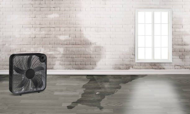 Best Local water damage restoration  in Bolingbrook, IL